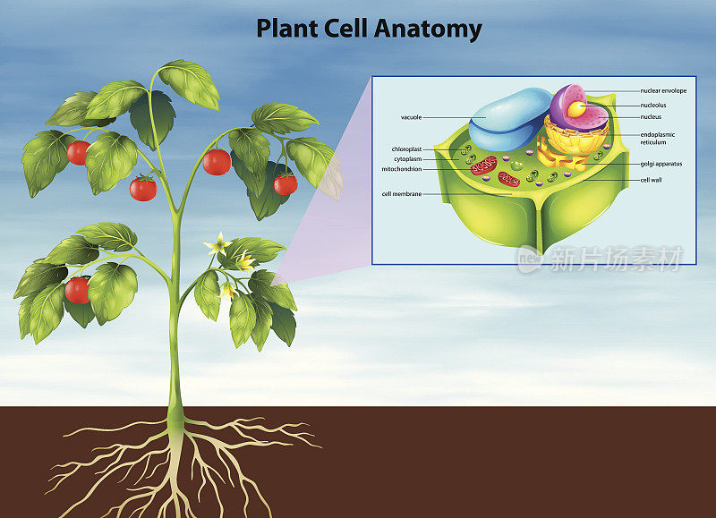 植物细胞的解剖学