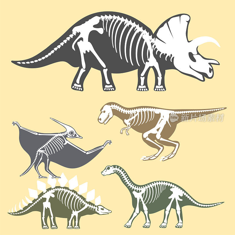 恐龙骨骼剪影设置化石骨霸王龙史前动物恐龙骨矢量平面插图