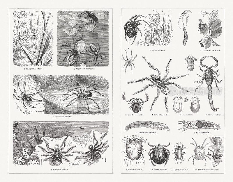 蜘蛛，木刻，出版于1897年