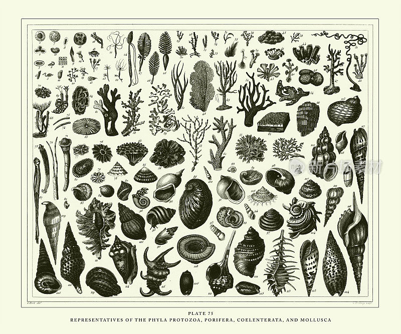 雕刻古玩，代表孔虫门，腔肠和软体动物雕刻古玩插图，1851年出版