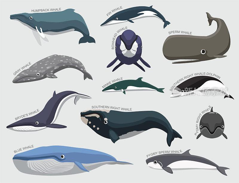 鲸集各种识别卡通向量