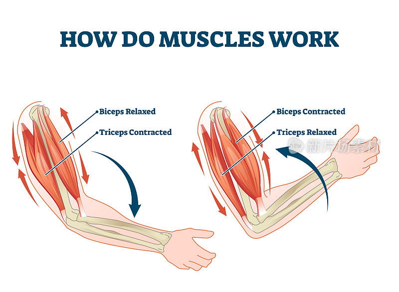 肌肉如何工作标记原理说明方案矢量插图