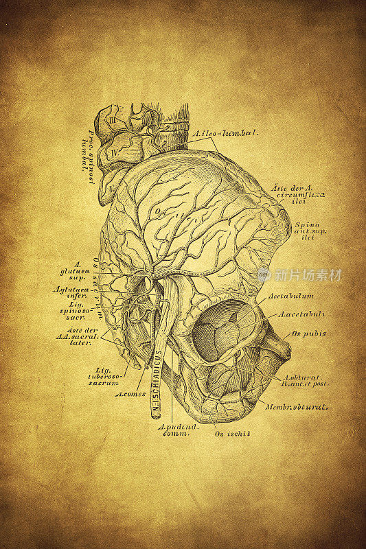 骨盆外表面的动脉
