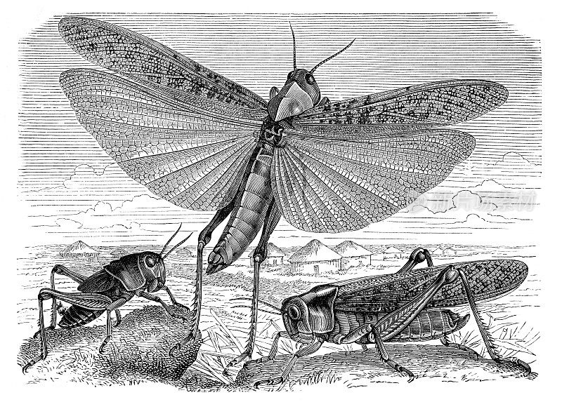 蝗虫蝗科昆虫1897年