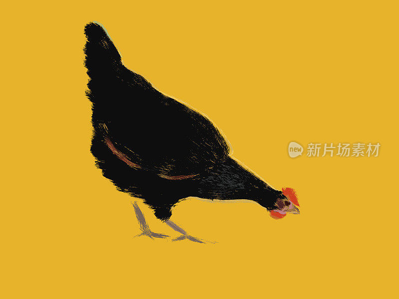 一只黑色的鸡在橙色的背景上，这是一幅风景如画的插图