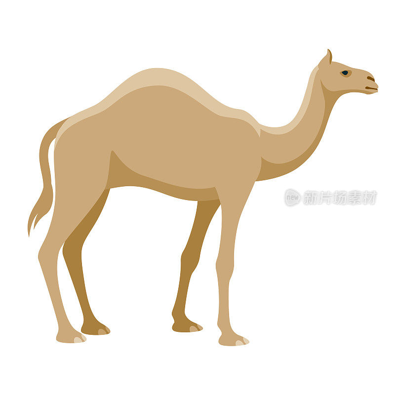 骆驼图标的透明背景