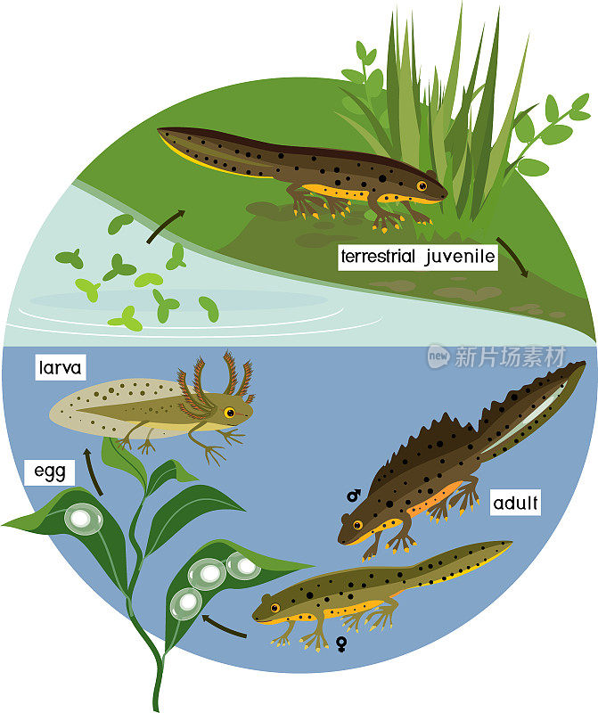 池塘中蝾螈的生命周期。在自然生境中，蝾螈从卵到成虫的发育阶段顺序