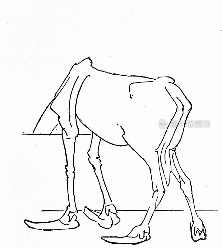 马有人的脚，他的脖子宽在隐形药水，后视镜