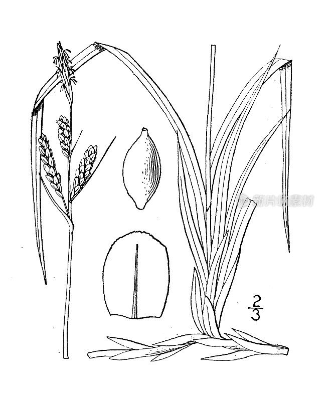 古植物学植物插图:比格罗苔草，比格罗莎草