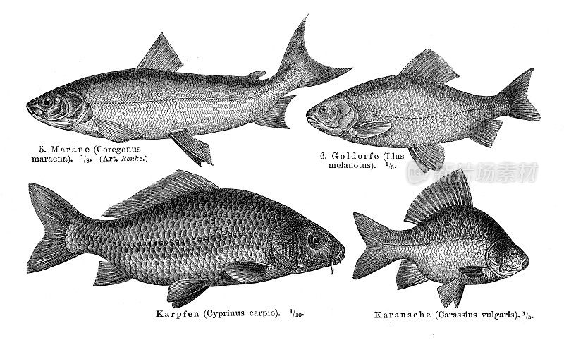 鲤鱼、白鱼、鲫鱼雕刻1897年