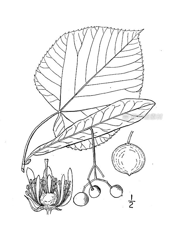 古植物学植物插图:椴、白椴木