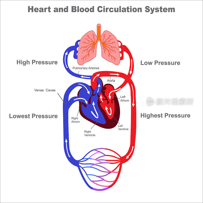 人体循环系统与血液循环矢量图