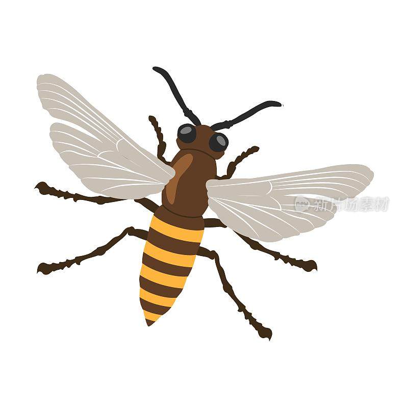 条纹黄蜂昆虫在白色背景卡通插图。瓢虫，甲虫，蛴螬，蟑螂，蟑螂，蚂蚁，蝴蝶