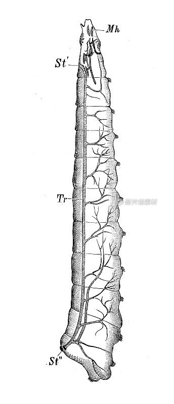 古代生物动物学图像:蝇弓、蛆的气管