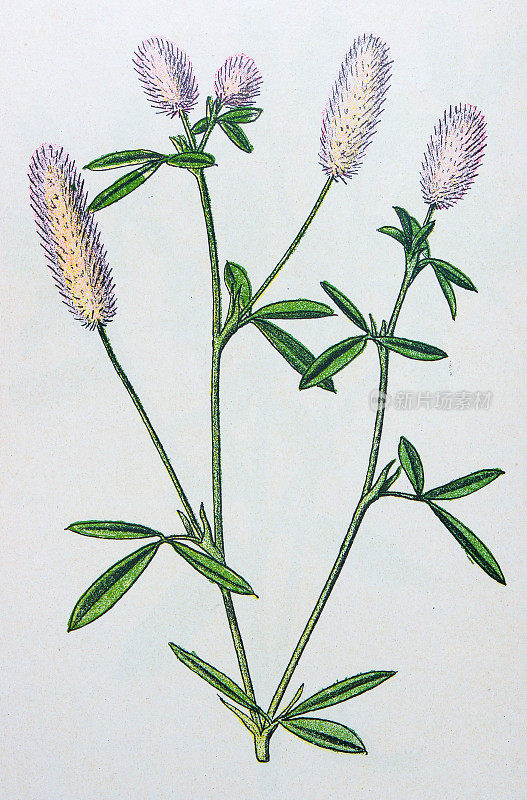 古董植物学插图:兔足三叶草,三叶草