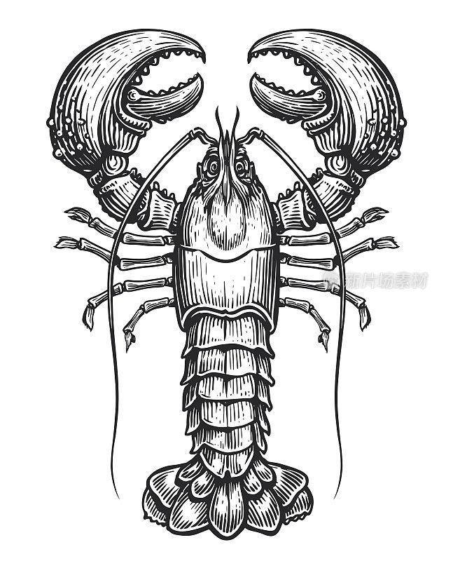 美国龙虾，海产病媒。复古雕刻风格的甲壳类水生动物。素描图
