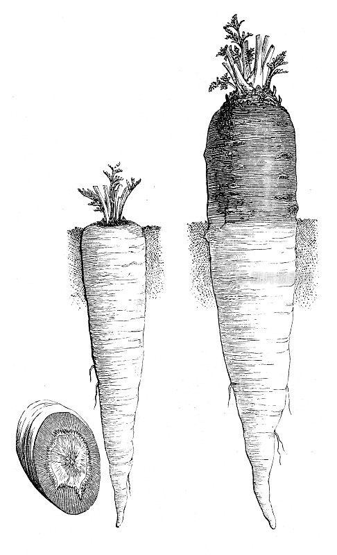 胡萝卜――雕刻于1881年