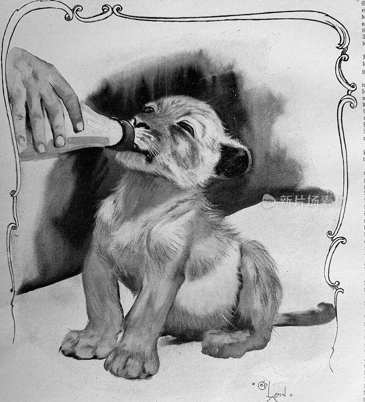 奶瓶里:正在喝牛奶的小狮子