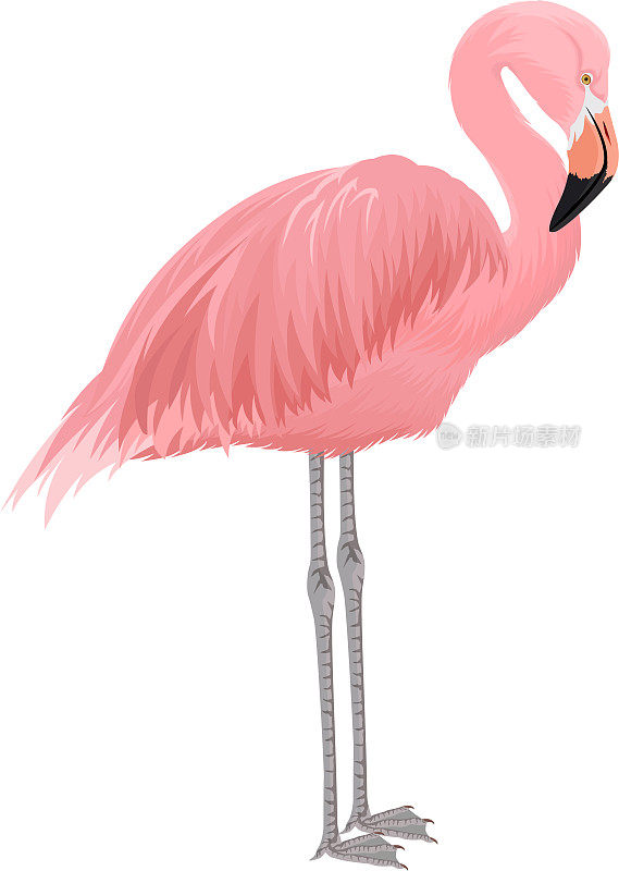 粉红色火烈鸟矢量插图孤立在白色的背景