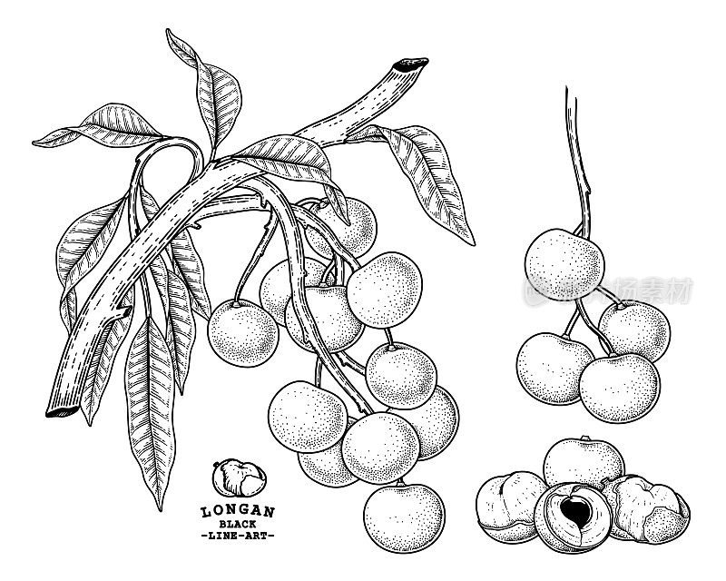 龙眼水果手绘元素植物插画