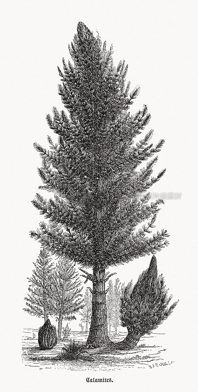 菖蒲(菖蒲科)，木刻，1893年出版