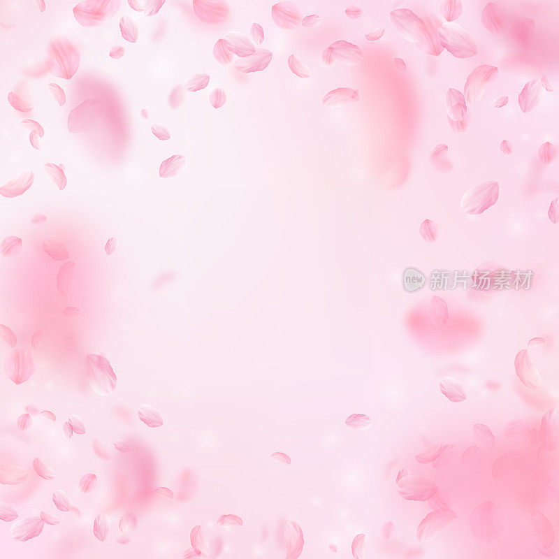 樱花花瓣飘落。浪漫的粉色花朵装饰。飞舞的花瓣在粉红色的方形背景上。爱情,浪漫的概念。理想的婚礼邀请