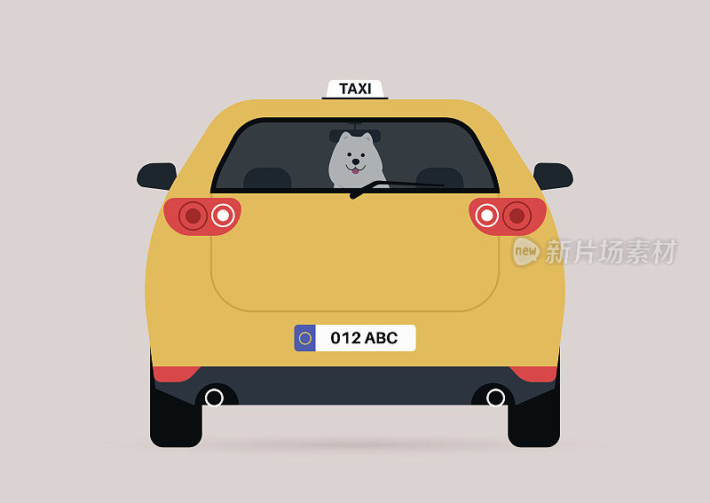 一只有趣的萨摩耶小狗坐在一辆出租车的后座上