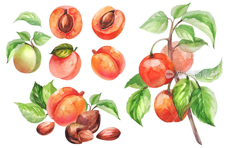 套桃果枝与叶，桃果切孤立在白色背景上。桃子水彩插图。