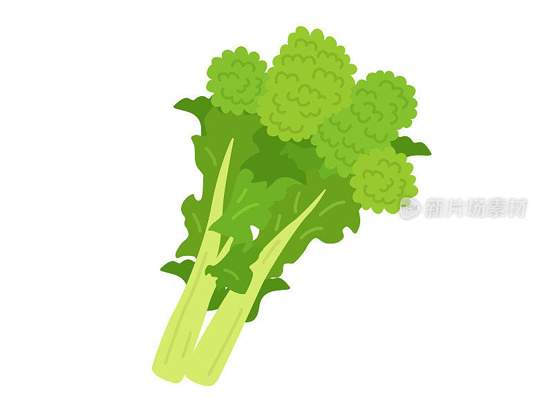 蔬菜油菜花插图。
