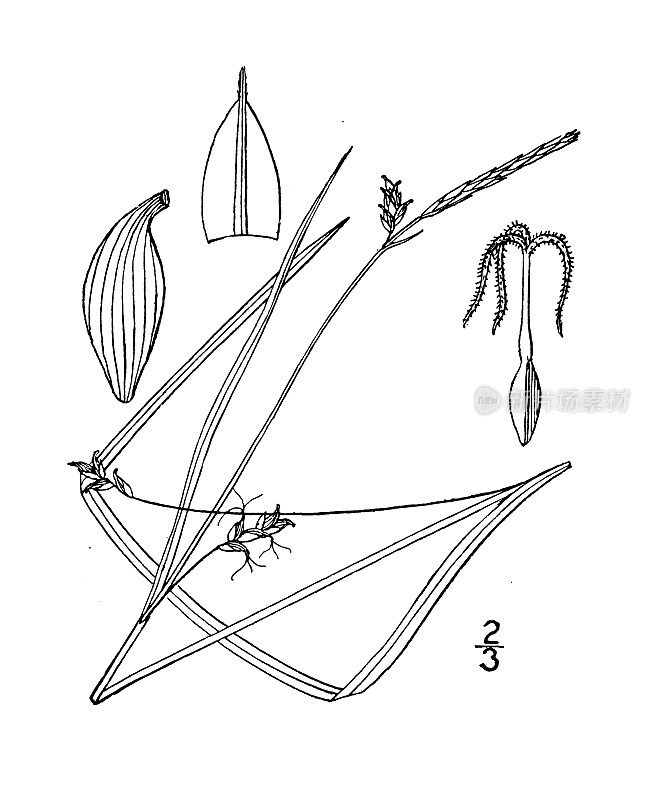 古植物学植物插图:苔草、莎草