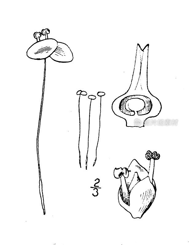 古植物学植物插图:小莲，小浮萍