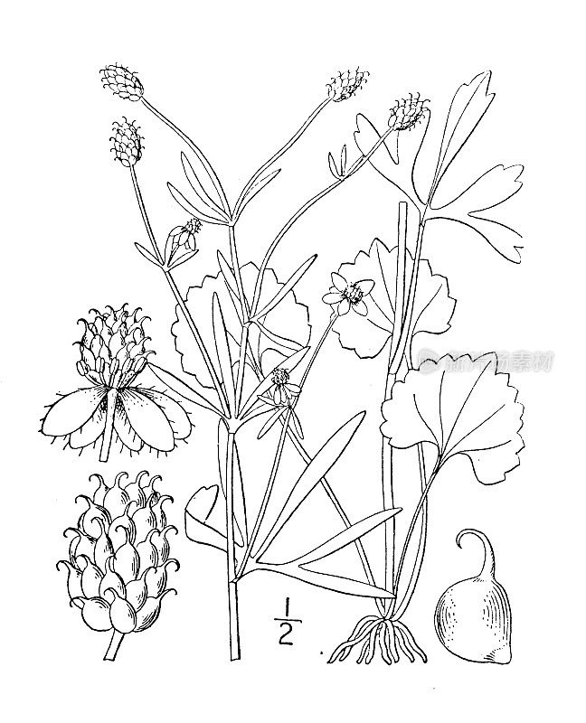 古植物学植物插图:毛茛、山雀