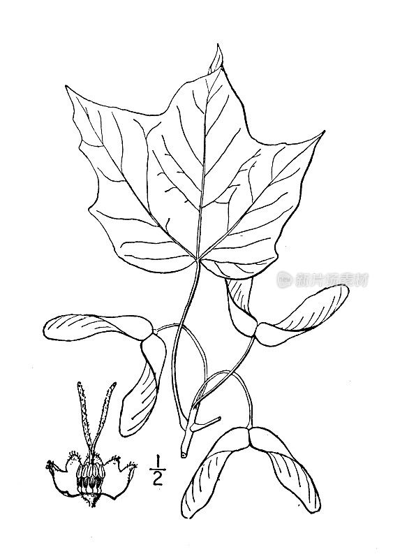 古董植物学植物插图:槭木、黑糖枫