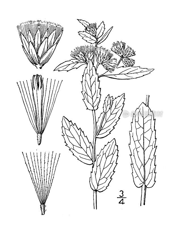 古植物学植物插图:毛茸，粘沼泽蚤
