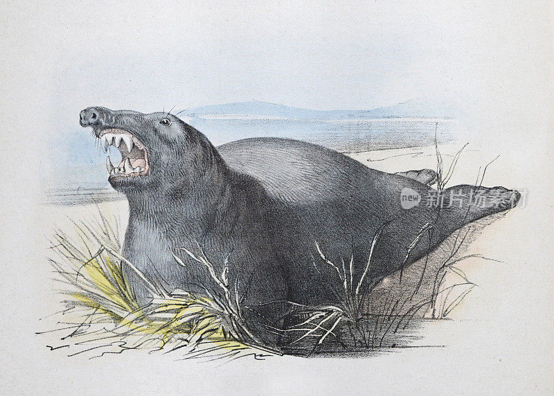 象海豹-复古的颜色插图