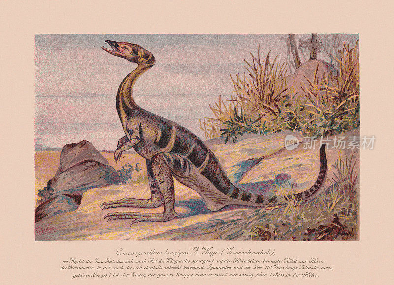 大嘴龙，侏罗纪晚期，石版，出版于1900年