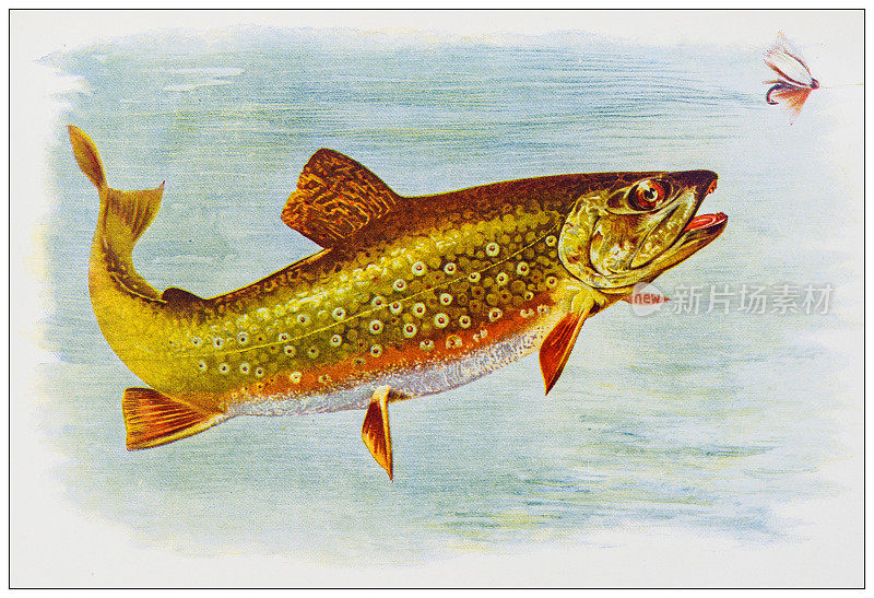 古色古香的自然色彩图像:小溪鳟鱼
