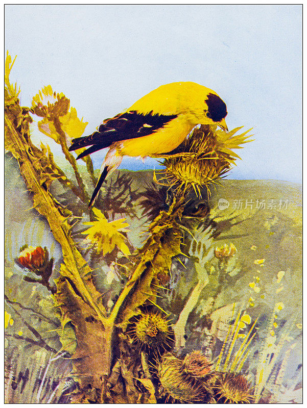 古董鸟类学彩色图像:金翅雀