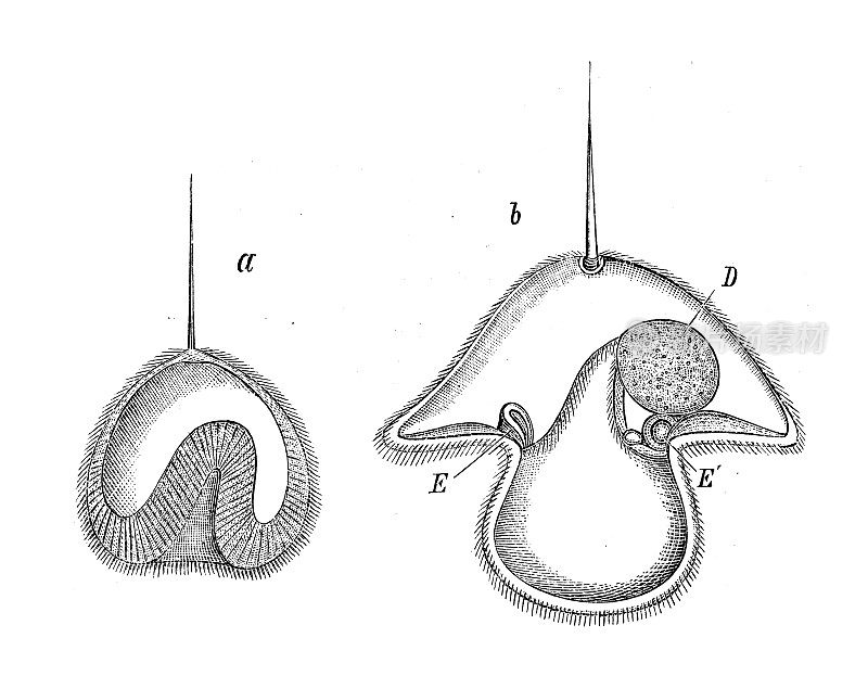 古代生物动物学图像:皮柄