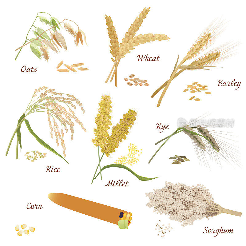 谷类植物矢量图标插图。燕麦，小麦，大麦，黑麦，谷子