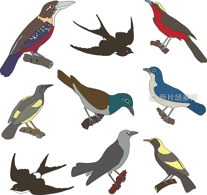 美国鸟类矢量图像的集合