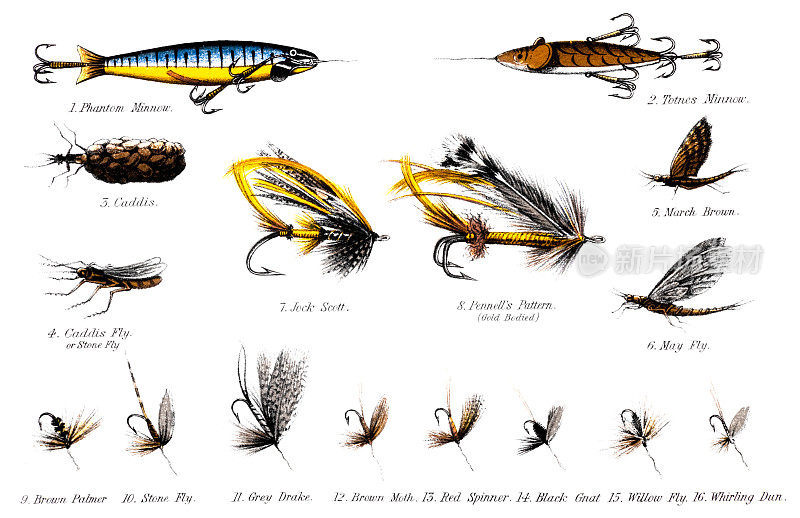 19世纪的一些鲑鱼和鳟鱼蝇的插图