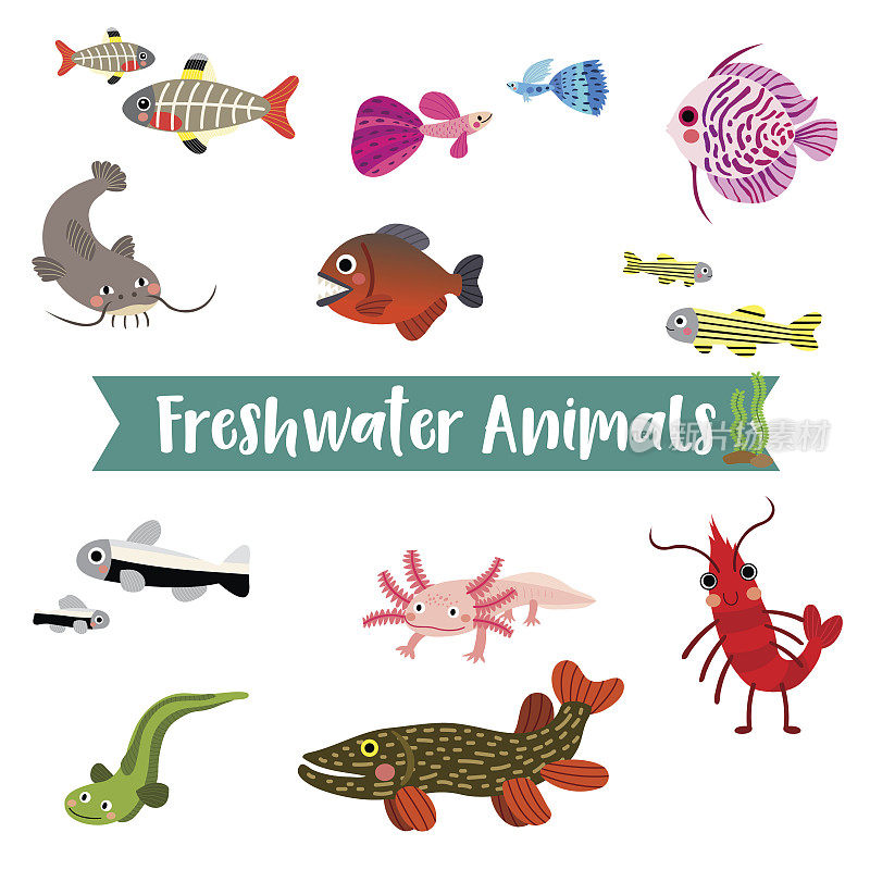 淡水动物卡通在白色背景矢量插图。