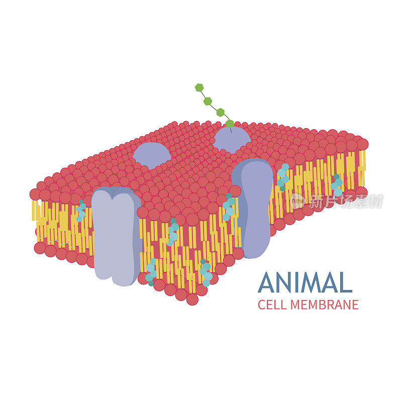 动物细胞解剖学