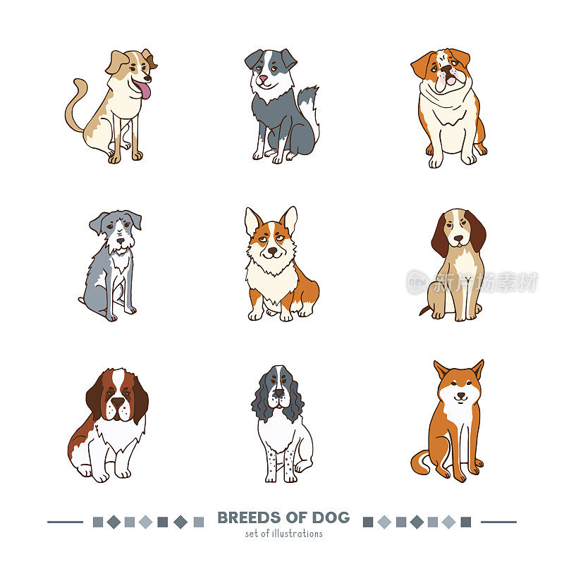 一套狗的品种。有趣的卡通风格色彩插图。圣伯纳犬，柴犬，威尔士柯基犬，雪纳瑞犬。