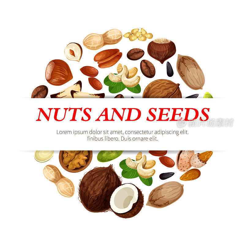 矢量海报的坚果，豆类和水果种子