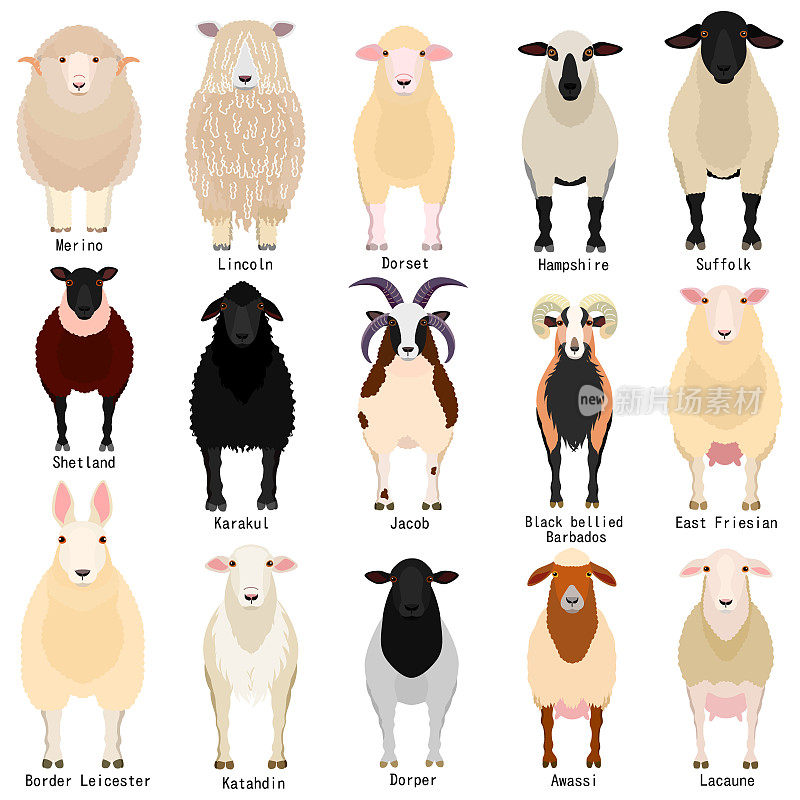 羊表与品种名称