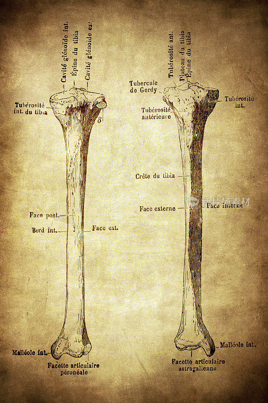 人体解剖学骨骼:胫骨