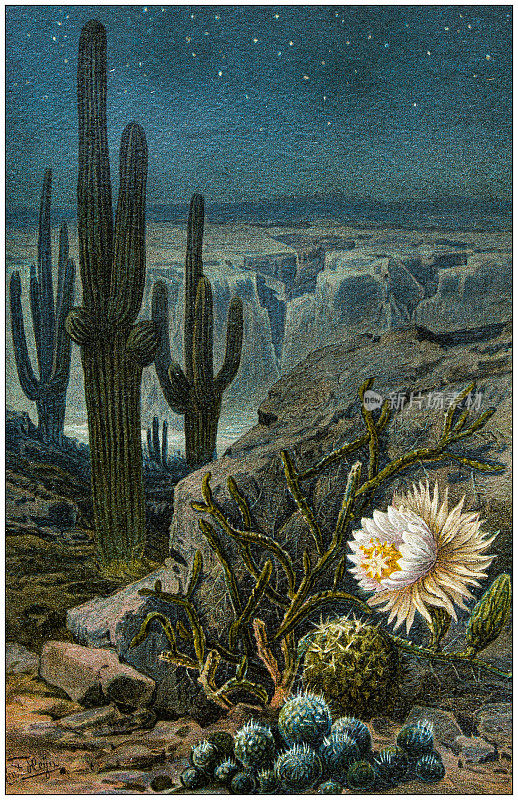 古植物学插图:桔梗，夜后，昙花，大花仙人掌