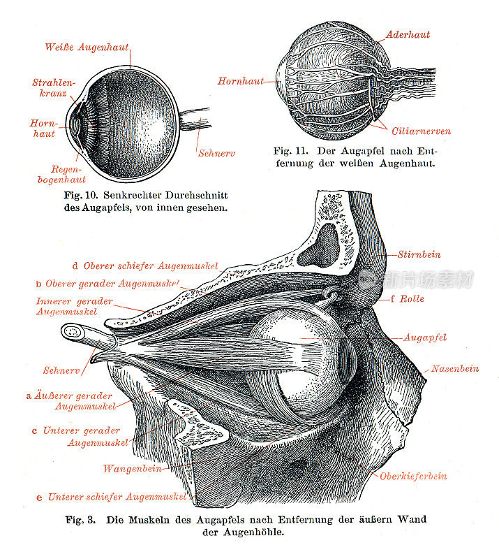 视网膜和眼球的医学说明1896